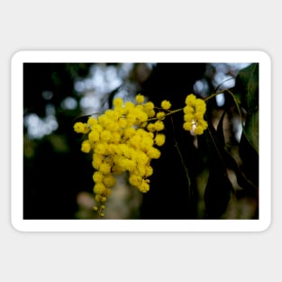 Golden Wattle Abundance Sticker